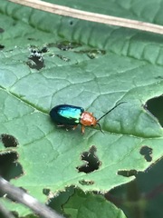 Syphrea flavicollis