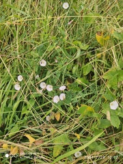 Convolvulus arvensis