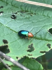 Syphrea flavicollis