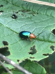 Syphrea flavicollis