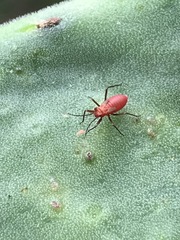 Hesperolabops mexica