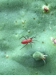 Hesperolabops mexica