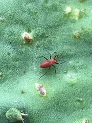 Hesperolabops mexica