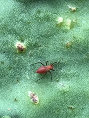 Hesperolabops mexica