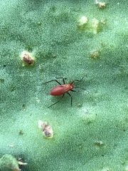 Hesperolabops mexica