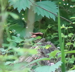 Urosphena squameiceps