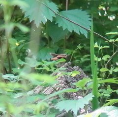 Urosphena squameiceps