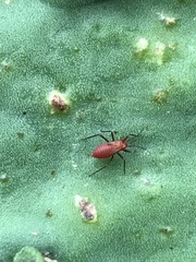 Hesperolabops mexica