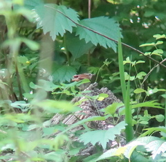 Urosphena squameiceps