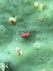 Hesperolabops mexica