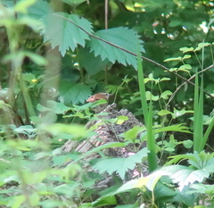 Urosphena squameiceps