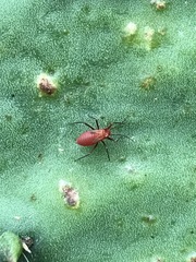 Hesperolabops mexica