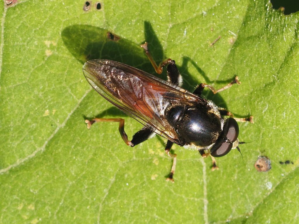 Xylota ignava