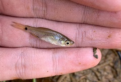 Rasbora vulgaris
