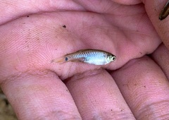 Rasbora vulgaris