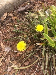 Taraxacum officinale