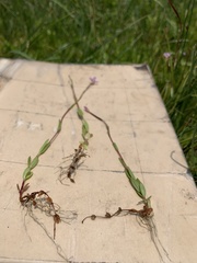 Epilobium oregonense