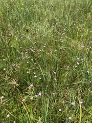 Epilobium oregonense