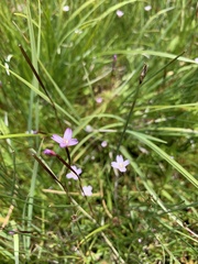 Epilobium oregonense