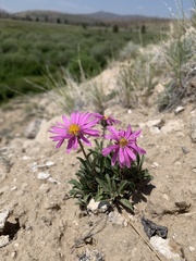 Xanthisma coloradoense