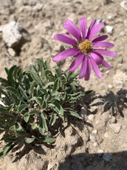 Xanthisma coloradoense