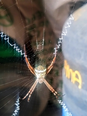 Argiope aetheroides