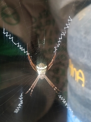 Argiope aetheroides