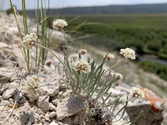 Eriogonum exilifolium