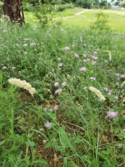 Melica transsilvanica