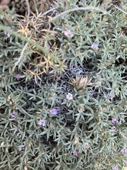 Astragalus kentrophyta tegetarius