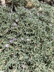 Astragalus kentrophyta tegetarius