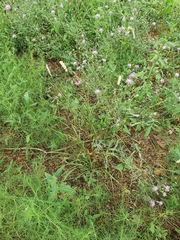 Melica transsilvanica