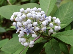 Hydrangea febrifuga