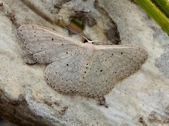 Scopula sublinearia