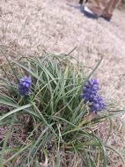 Muscari