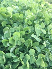 Trifolium repens