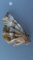 Selenia dentaria
