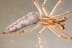 Tetragnatha mandibulata