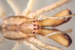 Tetragnatha mandibulata