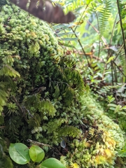Hymenophyllum lanceolatum