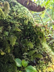 Hymenophyllum lanceolatum