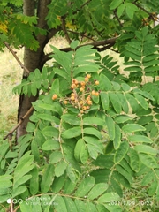 Sorbus aucuparia