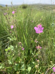 Sidalcea neomexicana