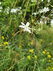 Anthericum liliago