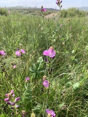 Sidalcea neomexicana