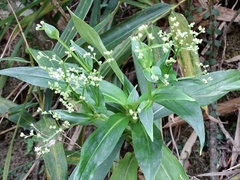 Hedyotis acutangula