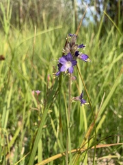 Polemonium occidentale occidentale