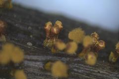 Trichia botrytis