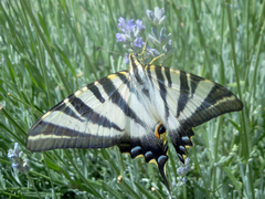 Iphiclides feisthamelii