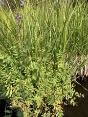 Polemonium occidentale occidentale